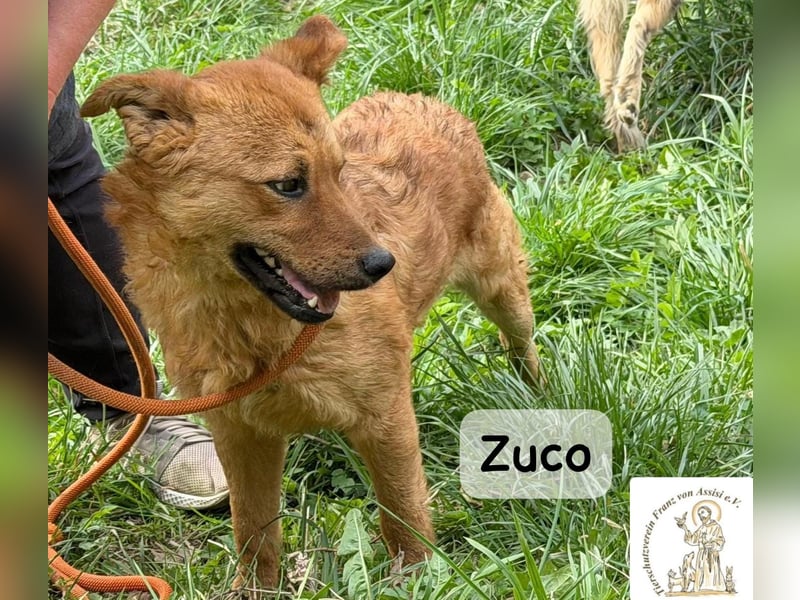 Zuco – jung, klug, charmant – und ziemlich bereit fürs Zuhause!