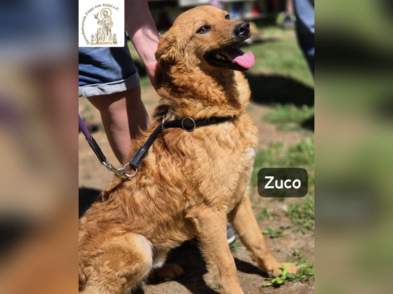Zuco – jung, klug, charmant – und ziemlich bereit fürs Zuhause!