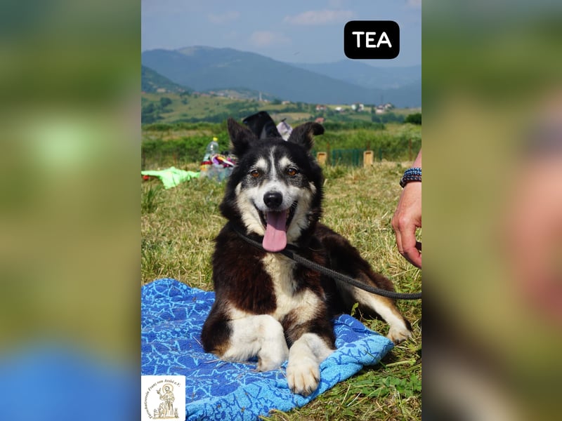 Tea - gemeinsam statt einsam, treue Seele sucht ihr Zuhause