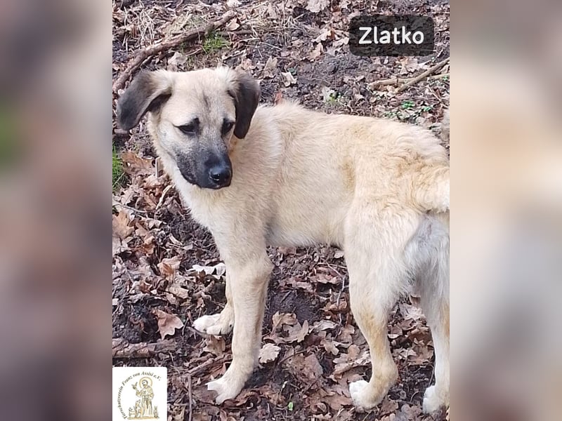 Zlatko – Hauptberuf: Herzensbrecher. Nebenjob: Gute-Laune-Beauftragter!