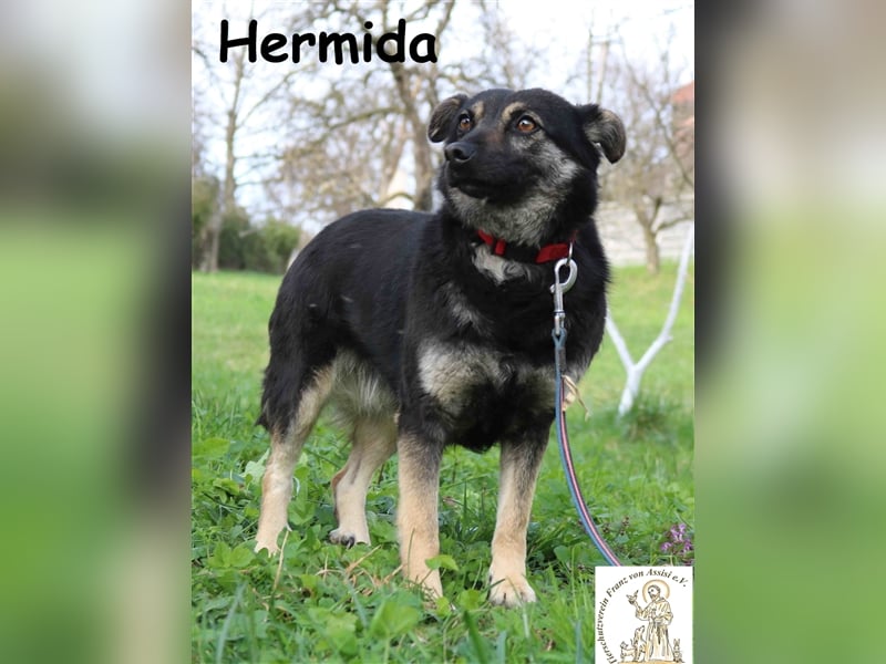 Hermida - hat einen Platz in ihrem Herzen frei