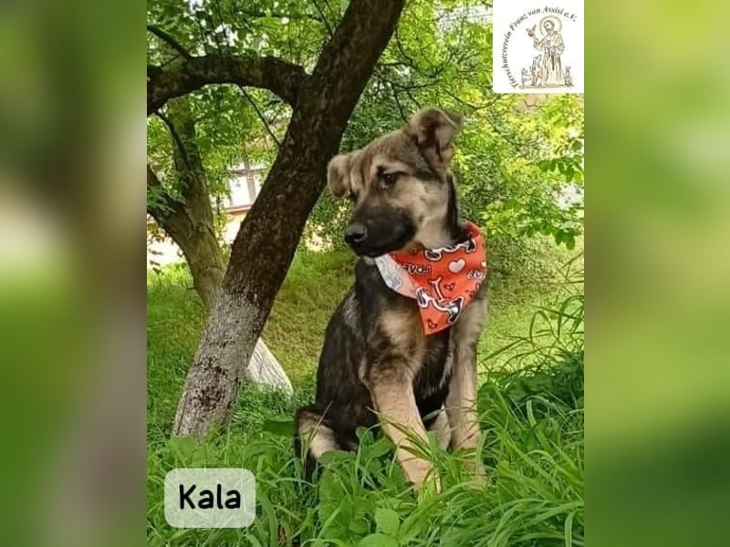 Kala – Das Leben klopft an. Wer macht die Tür auf!