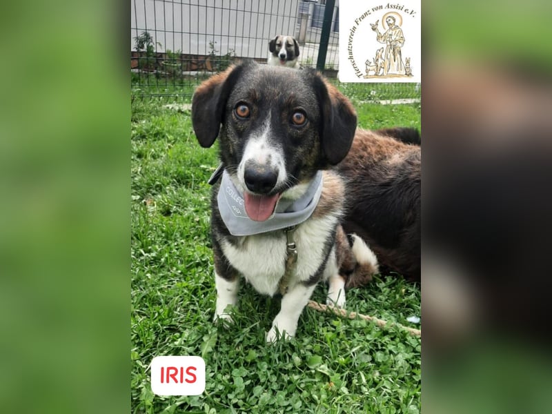 Iris – Stille Wasser wedeln tief!