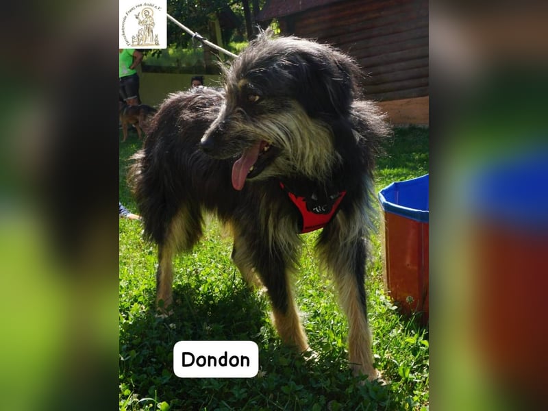 Dondon – ein Hund, der nicht laut sein muss, um besonders zu sein!