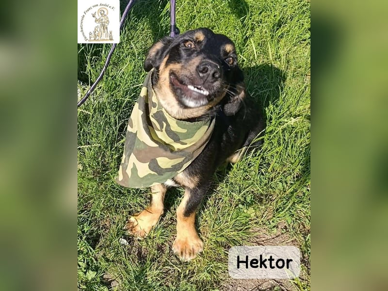Hektor – mittendrin statt brav daneben!