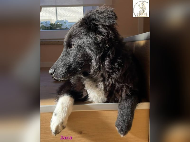 Jaca – unsere Herzensbrecherin♥️