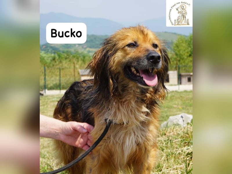 Bucko – Manche Helden tragen Fell!