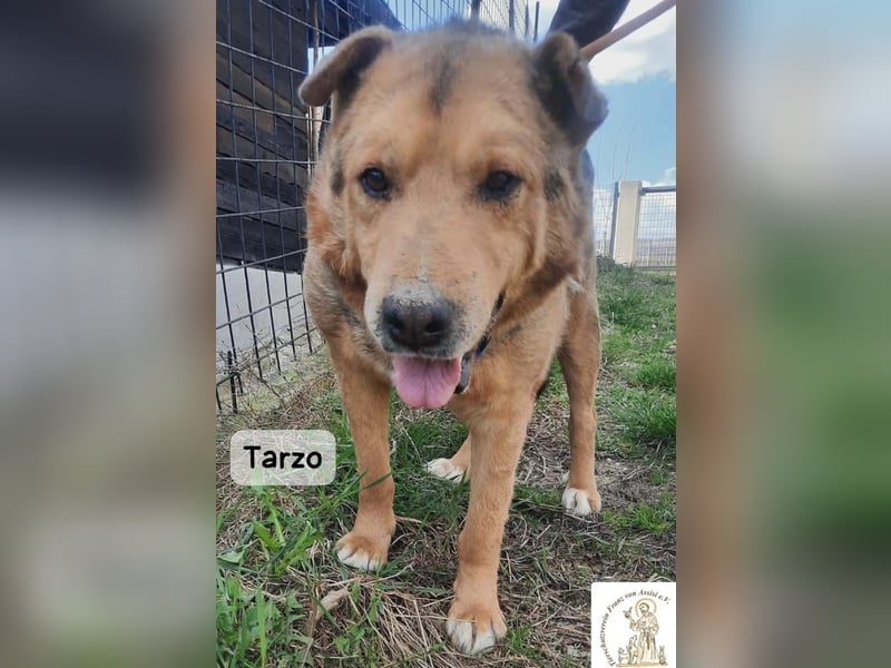 Tarzo – Ein Herz voller Jahre, das Ruhe verdient!