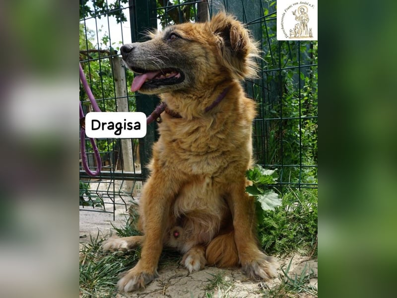 DRAGISA – sanftmütiger Oldie zum Verlieben