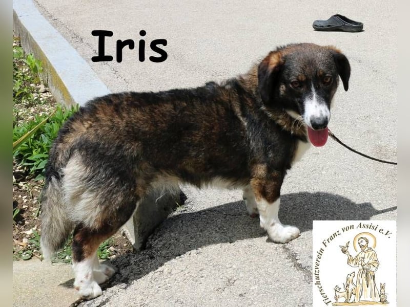 Iris – Stille Wasser wedeln tief!