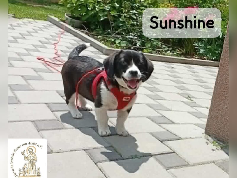 Sunshine – ein kleines Lächeln auf vier Pfoten!