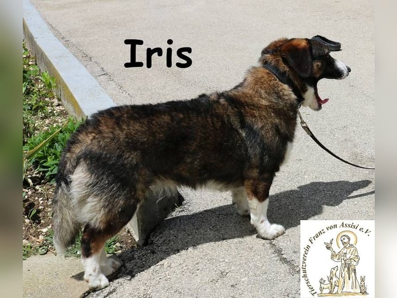 Iris – Stille Wasser wedeln tief!