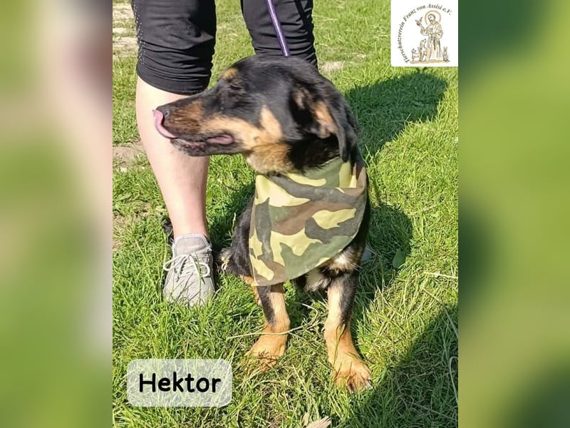 Hektor – mittendrin statt brav daneben!