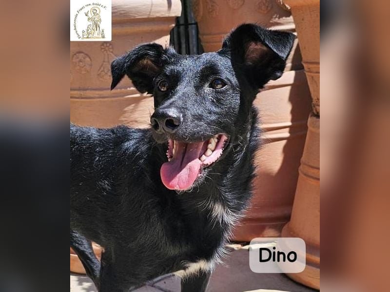 Dino – Wie wertvoll ein Leben ist!