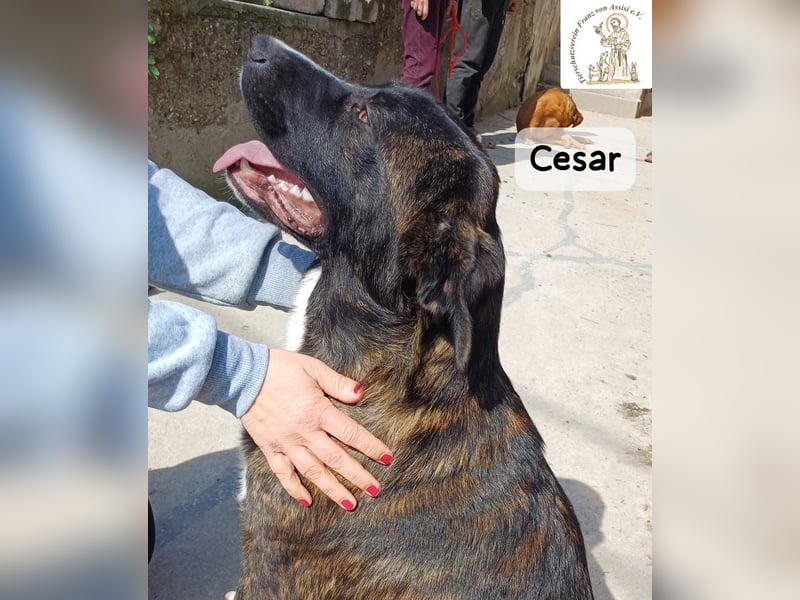 Cesar – ein großer Junge mit Honig im Herzen!