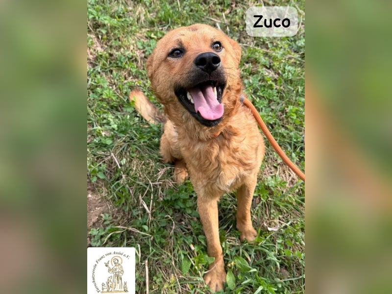 Zuco – jung, klug, charmant – und ziemlich bereit fürs Zuhause!