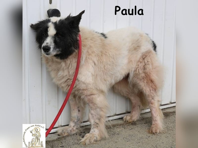 Paula – sucht ein Zuhause, damit ihre Seele heilen darf!