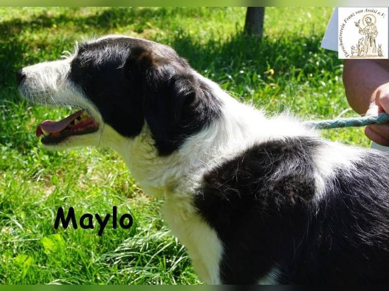 Maylo – Terrierpower im handlichen Format sucht sein perfektes Match!