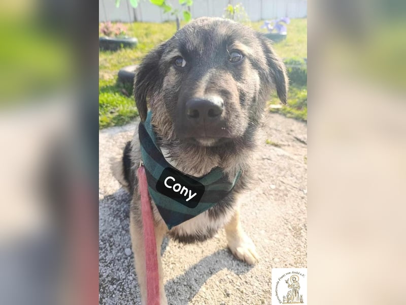 Cony – das Abenteuer beginnt hier!