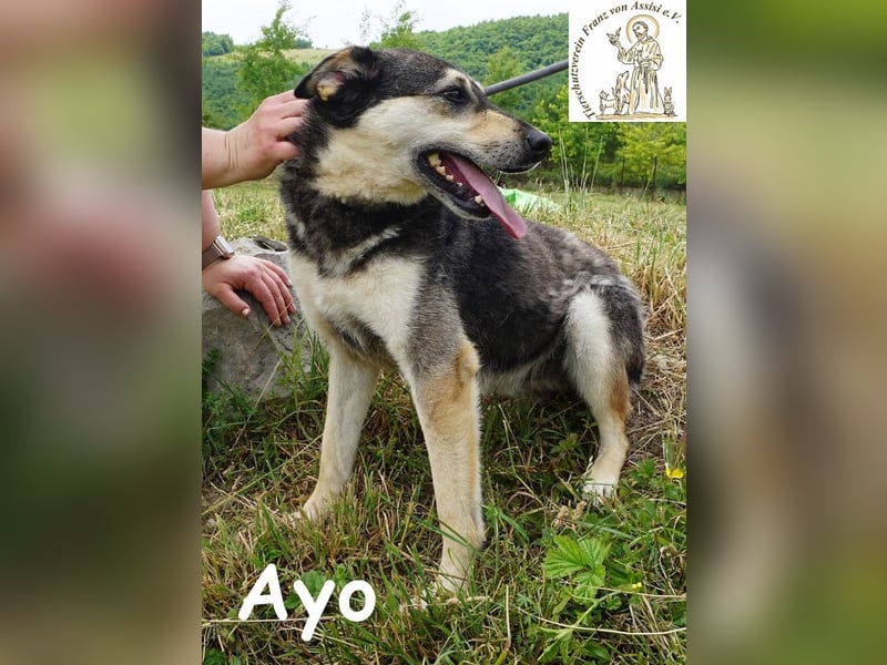 Ayo – Abenteuerlustig und Lernbereit