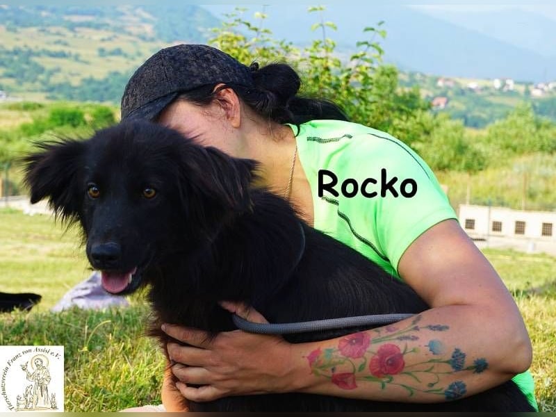 Rocko – treuer Begleiter fürs Leben