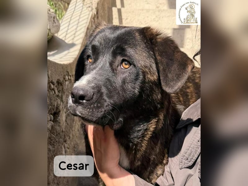Cesar – ein großer Junge mit Honig im Herzen!