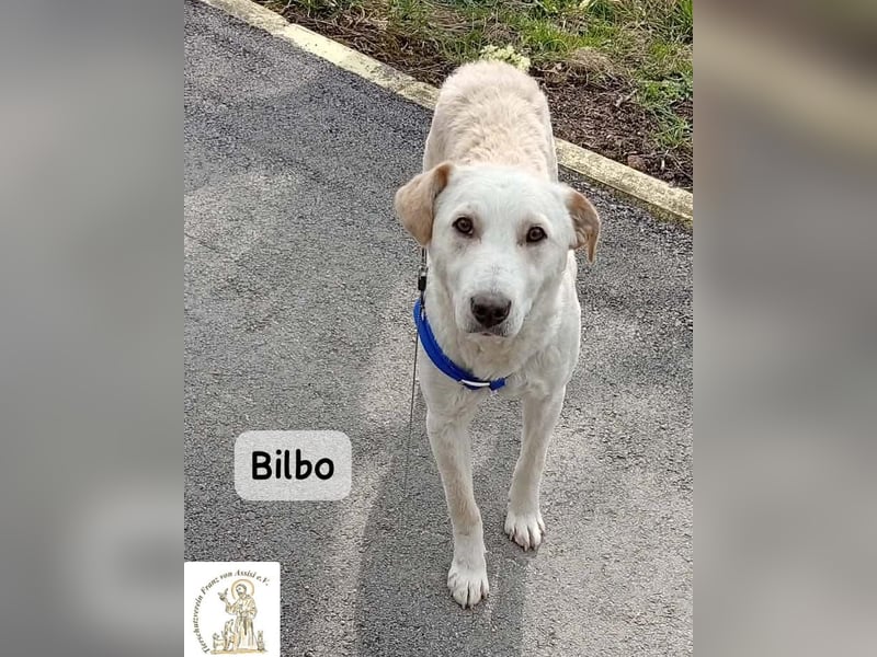 Bilbo – verliebt ins Leben und bereit für dich!
