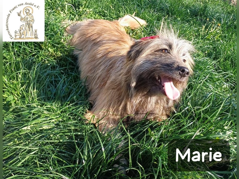 Marie – zu süß für diese Welt, aber kein bisschen aus Zucker!