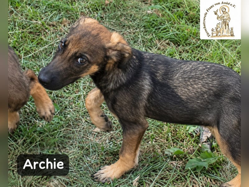 Archie – kleine Pfoten, große Aufgabe, großes Glück!