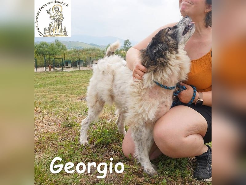 Georgio – Ein wahrer Sonnenschein, der dein Leben erhellen wird!