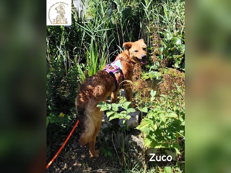 Zuco – jung, klug, charmant – und ziemlich bereit fürs Zuhause!