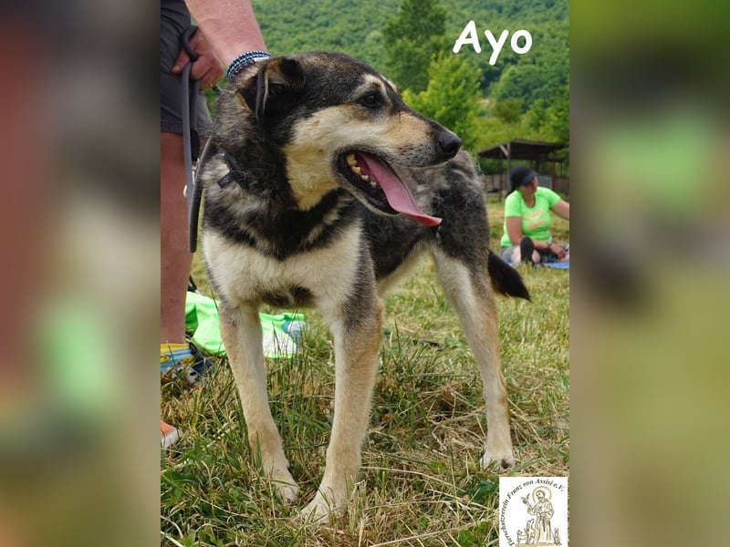 Ayo – Abenteuerlustig und Lernbereit