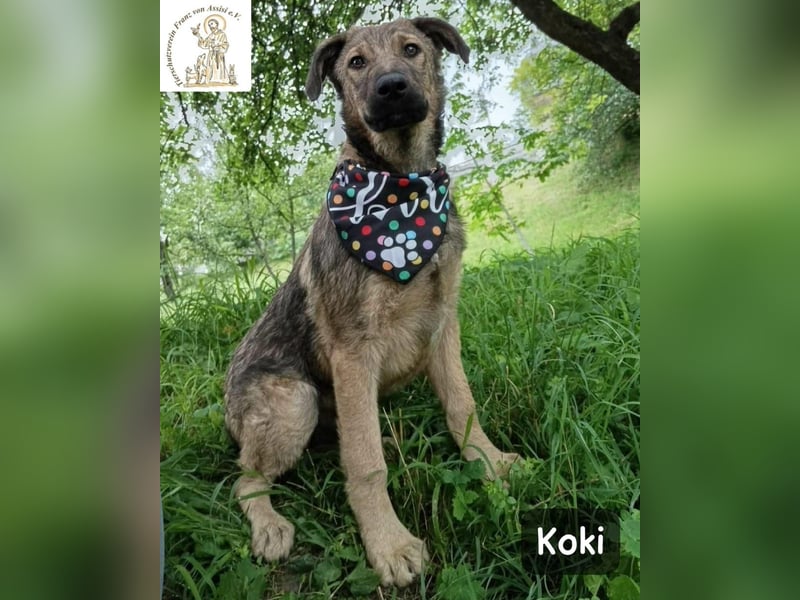 Koki – Wer Abenteuer sucht, sollte jetzt weiterlesen!