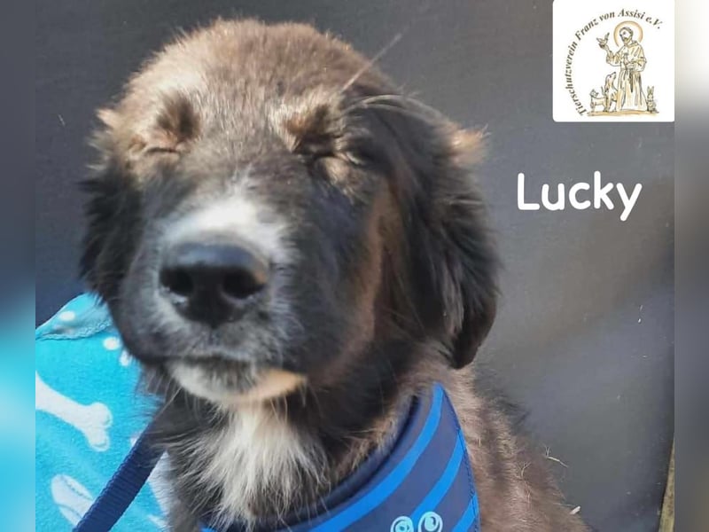 Lucky – kleiner Forscher auf vier Pfoten!
