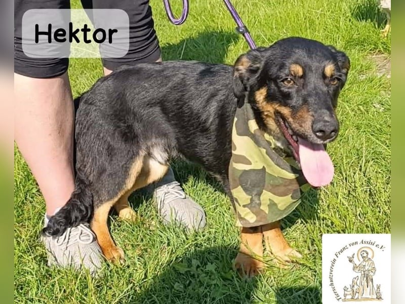 Hektor – mittendrin statt brav daneben!
