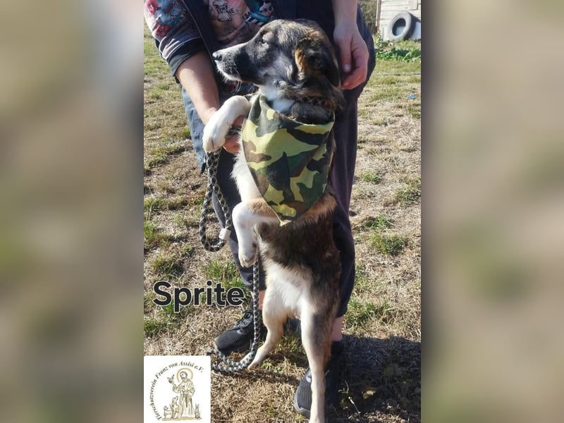 Sprite - spritzig, charmant und bereit für mehr!