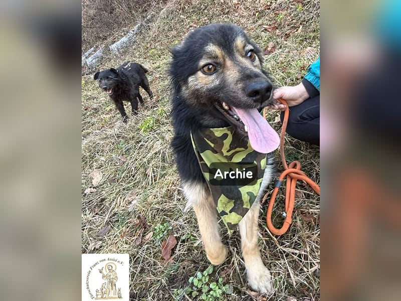 Archie – der Moment, in dem ein Hund dein Leben verändert!