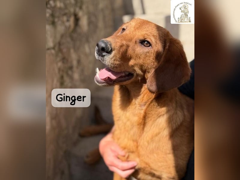 Ginger – wenn aus einem Funken ein kleines Feuerwerk wird!