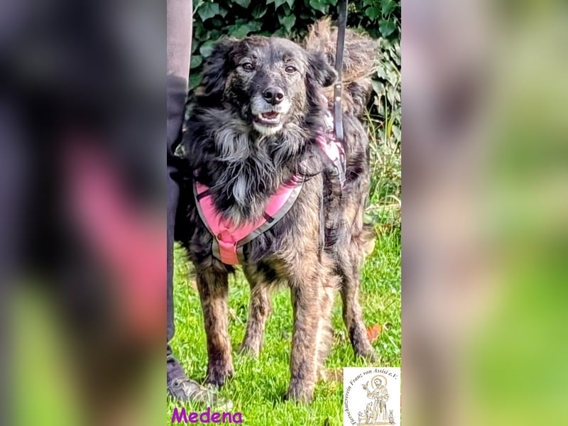 Medena –  die charmante Hündin