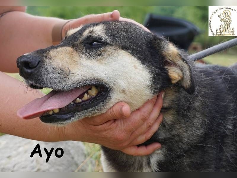 Ayo – Abenteuerlustig und Lernbereit