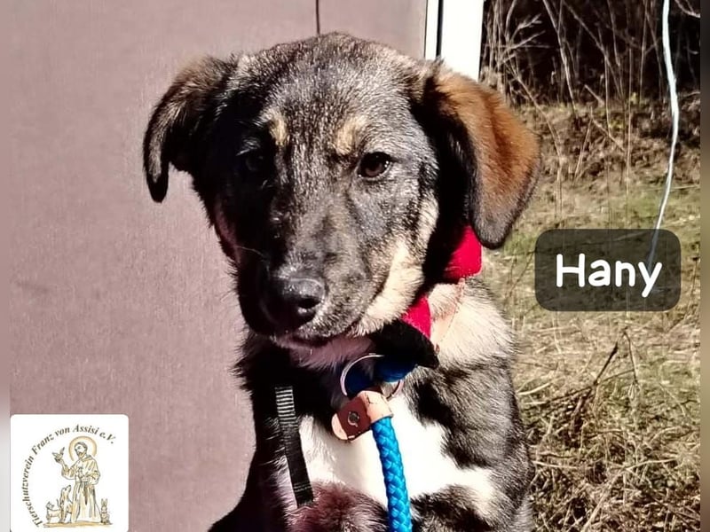 Hany – neugierig, frech und unwiderstehlich!