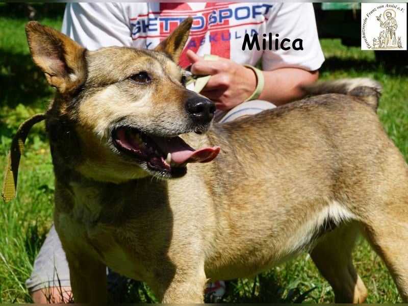 Milica – Endlich wälzen im Gras, endlich frei – mit Dir!