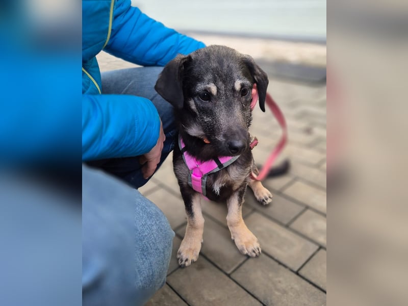 Zana – kleines Wesen mit großen Gefühlen!