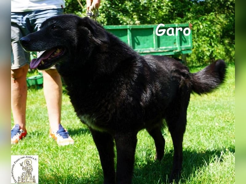 Garo – Manche Hunde begleiten dich durchs Leben. Garo verändert es!