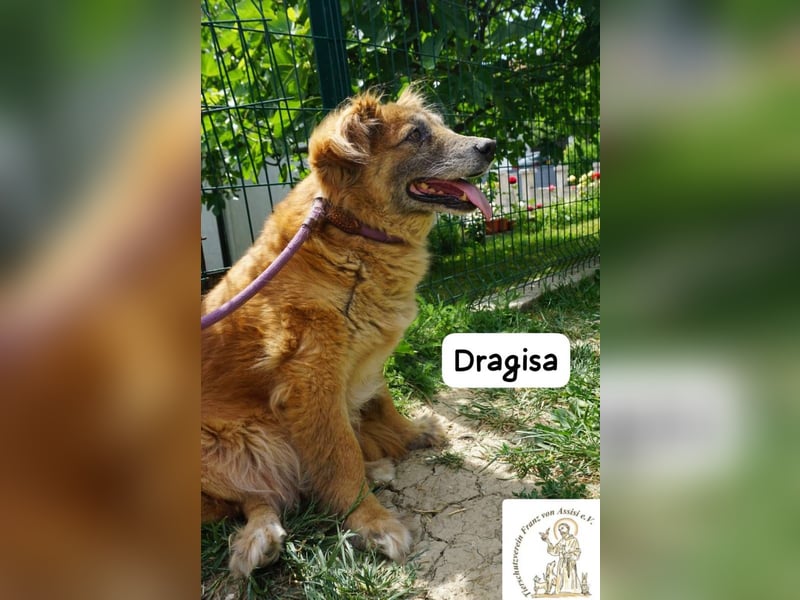 DRAGISA – sanftmütiger Oldie zum Verlieben