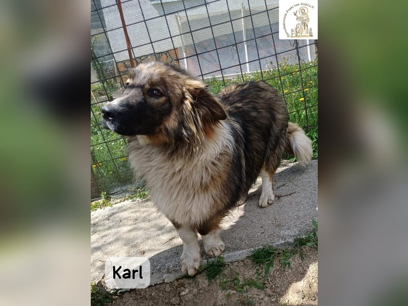 Karl – ein echtes Unikat auf vier Pfoten!