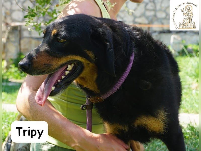 Tripy – Wer mit dem Herzen sieht, erkennt die Perfektion!