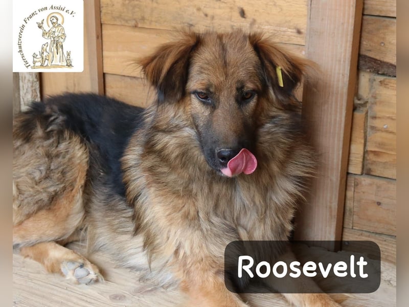 Roosevelt – ein Lächeln auf vier Pfoten!