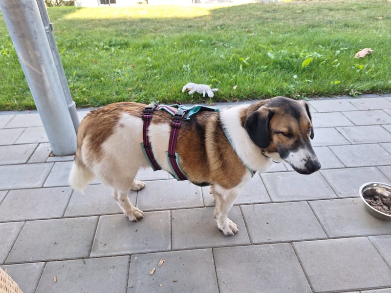 Ike – nicht nur optisch was ganz Besonderes!