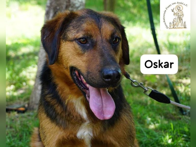 Oskar – Für besondere Menschen, die besondere Hunde verstehen!